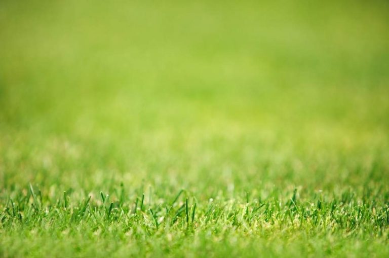 mantenimiento-del-cesped-artificial