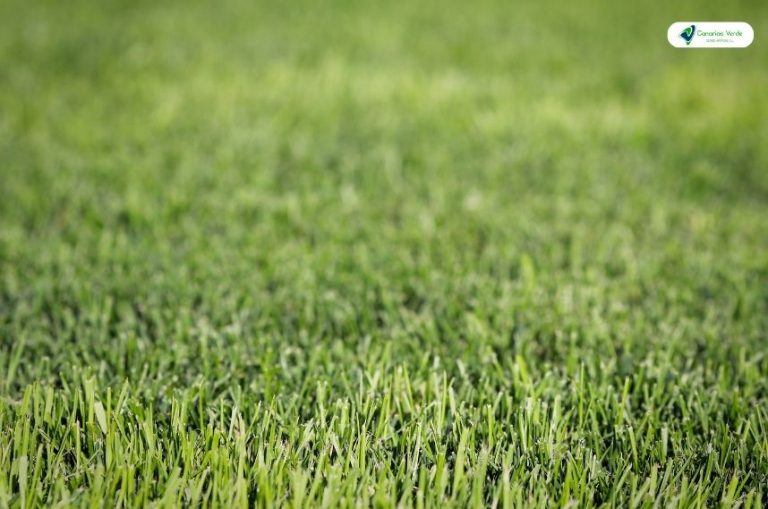 desinfeccion-cesped-artificial